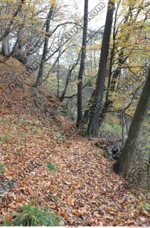 Photo Reference of Background Forest